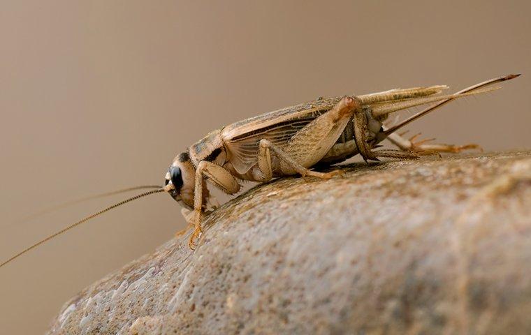a cricket crawling on a rock