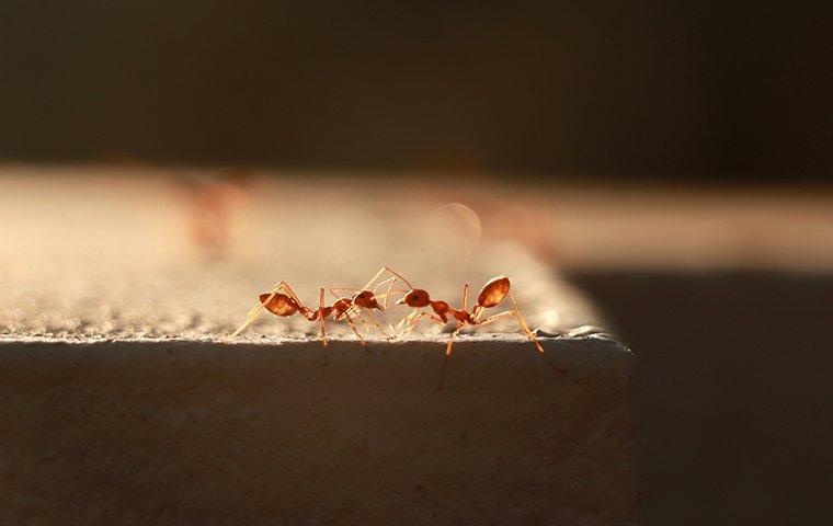 two fire ants on cement wall