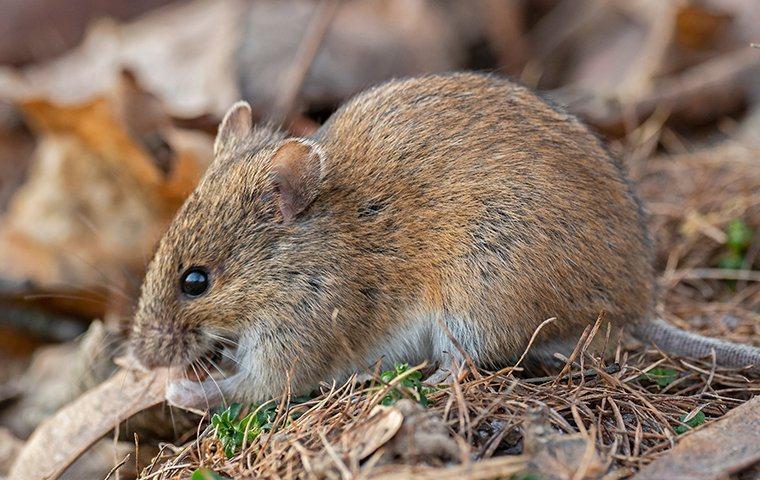 a house mouse crawling in a yard