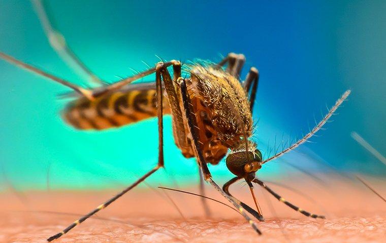 a mosquito biting human arm skin