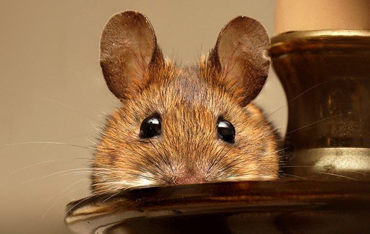 mouse peeking over candle