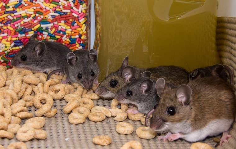 several mice eating pantry food