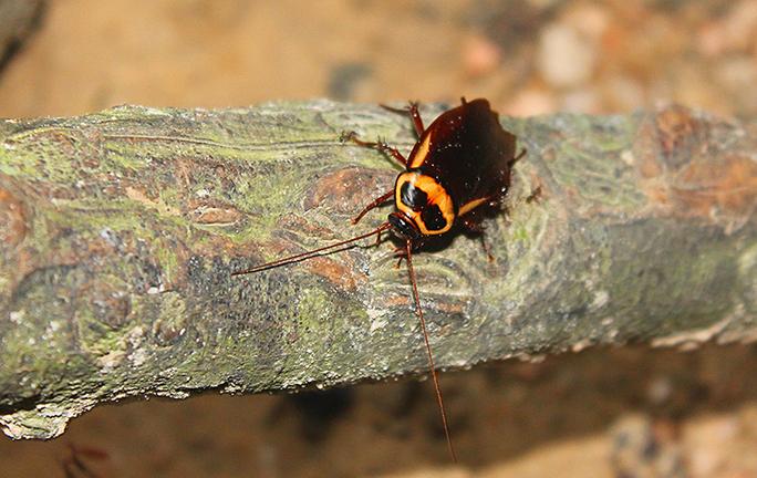 cockroach on tree limb