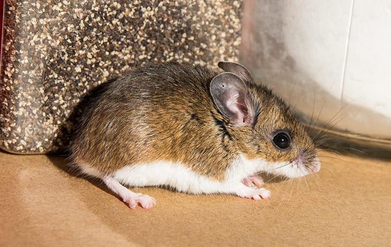 a rodent infestation inside of an austin texas home
