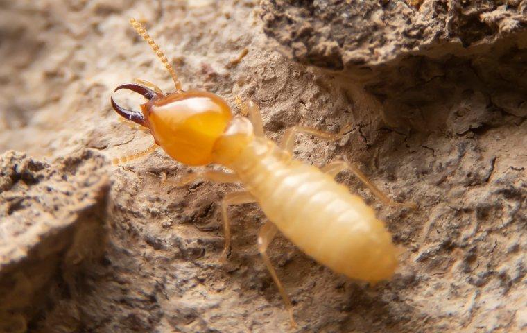 a termite crawling through wooden tunnels