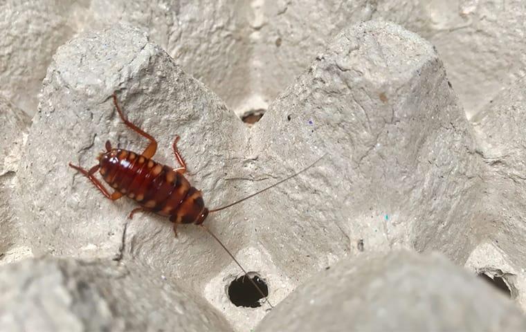 a cockroach crawling in an egg carton in a home in cedar park texas