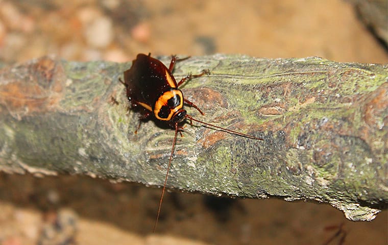 a cockroach crawling on a branch outside of a home in pflugerville texas
