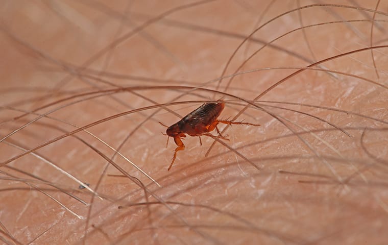 a flea crawling on a persons arm in their home in round rock texas