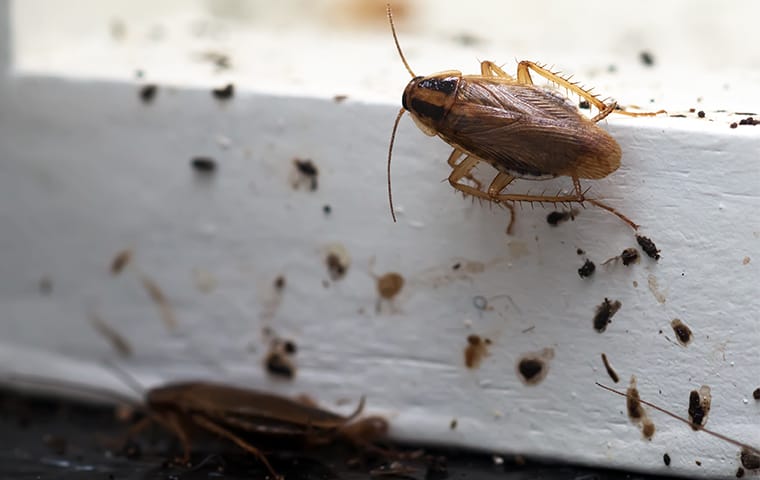 a german cockroach crawling through its own feces in a home in georgetown texas