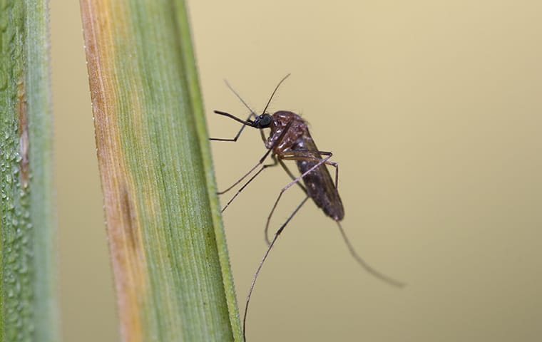 a mosquito on a plant outside of a home in austin texas
