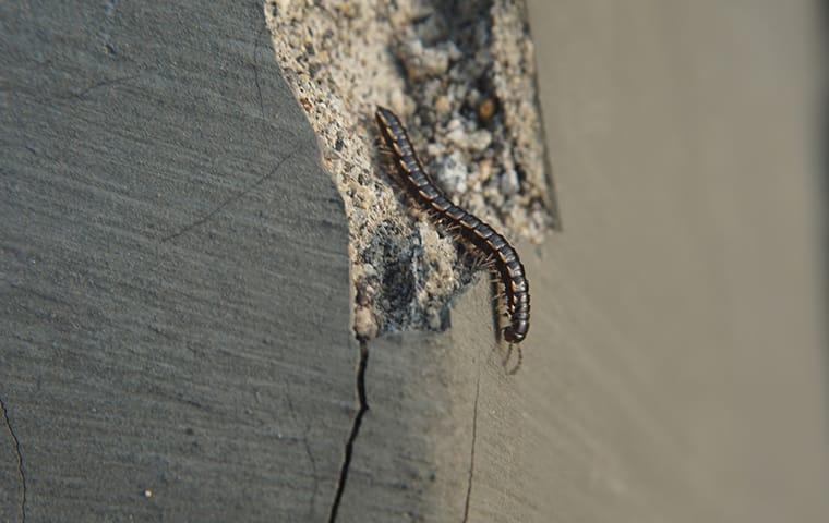 a centipede crawling in a home in rollingwood texas