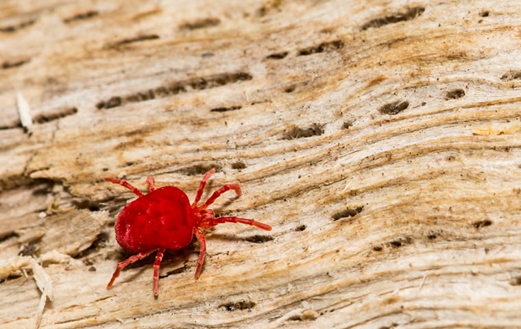Remove Occasional Invaders With A Control Plan a spider mite crawling on a wood pile outside of a home in round rock texas