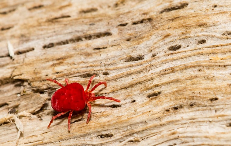 a spider mite crawling on a wood pile outside of a home in round rock texas