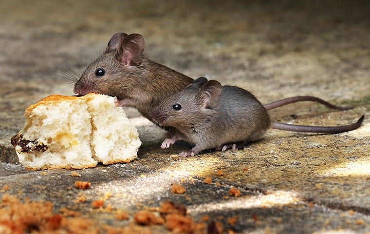 Rodents Spread Bacteria With Their Urine & Feces two mice eating a biscuit left on the ground outside a home in austin texas