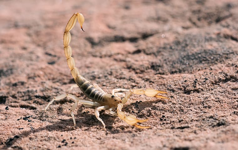 a scorpion on the ground outside of a home in georgetown texas
