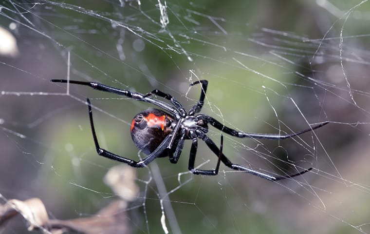 a black widow spider in its web outside of a home in austin texas