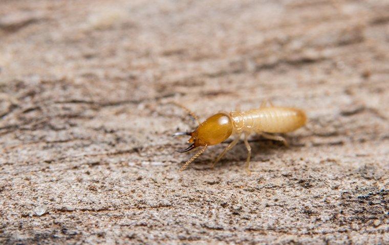a termite crawling on damaged wood at a home in round rock texas