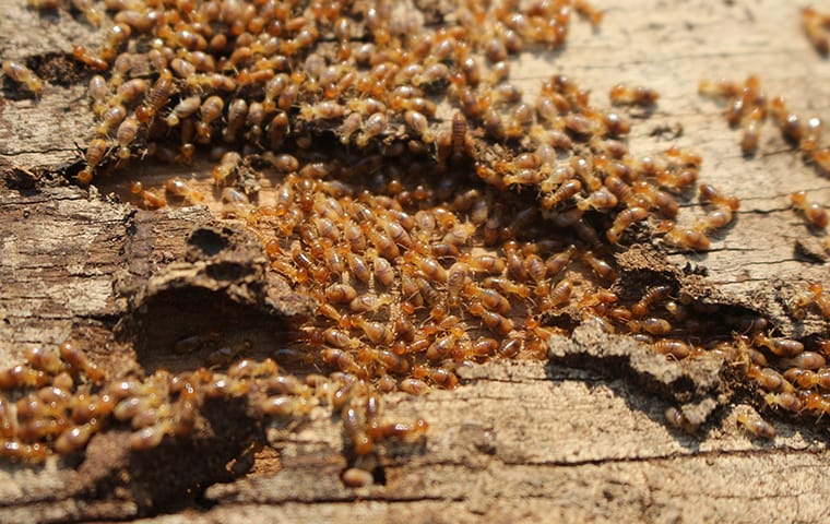 Termites Cause Massive Damage To Wooden Structures hundreds of termites crawling on damaged wood at a home in cedar park texas