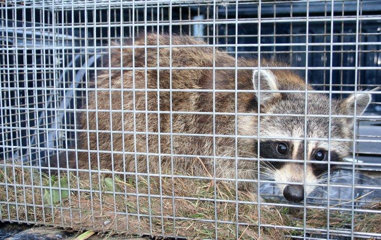 We Trap Wildlife In A Humane Manner For Removal a raccoon in a trap outside of a home in buda texas