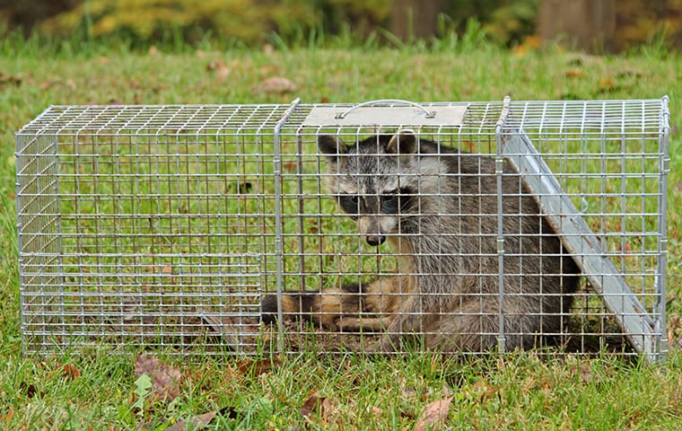 a raccoon sitting in a trap outside of a home in cedar park texas