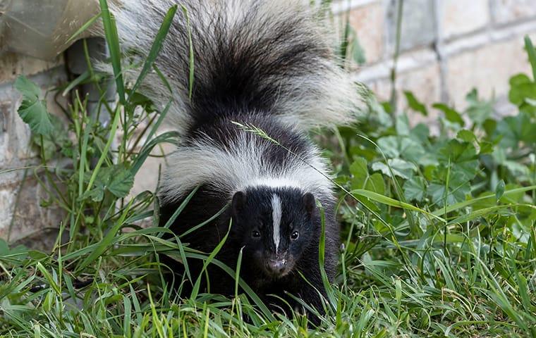 a skunk outside of a home in austin texas