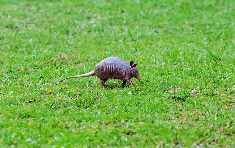 Our Service Removes Wildlife From Austin Properties an armadillo on a lawn in front of a home in austin texas