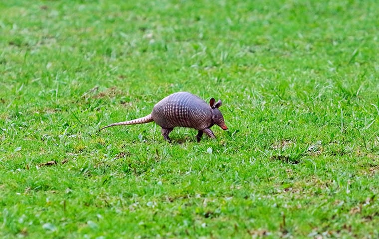 an armadillo on a lawn in front of a home in austin texas