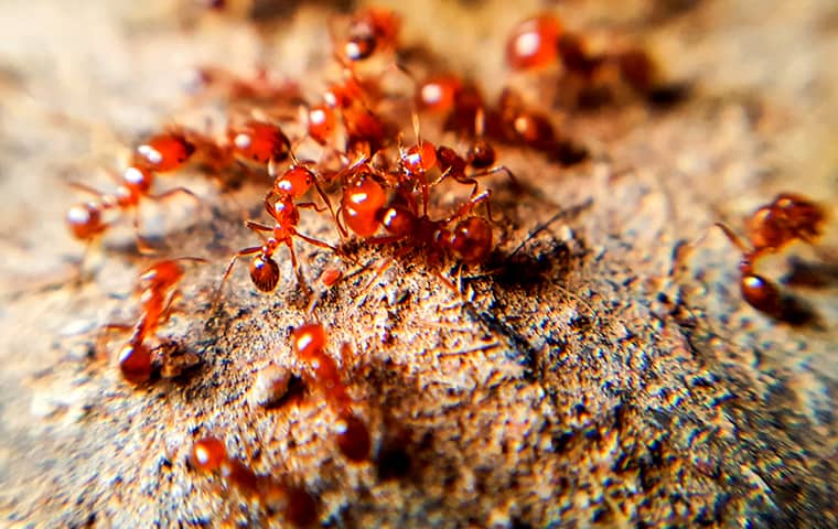 fire ants swarming on an anthill in hattiesburg mississippi