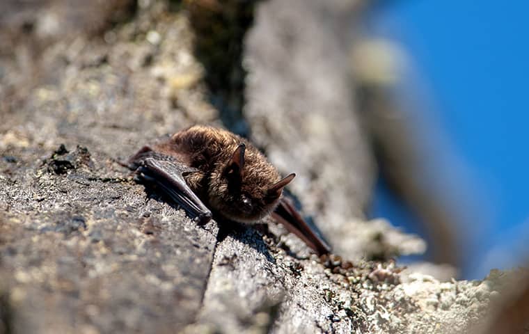 a little brown bat perched on a rock in hattiesburg mississippi