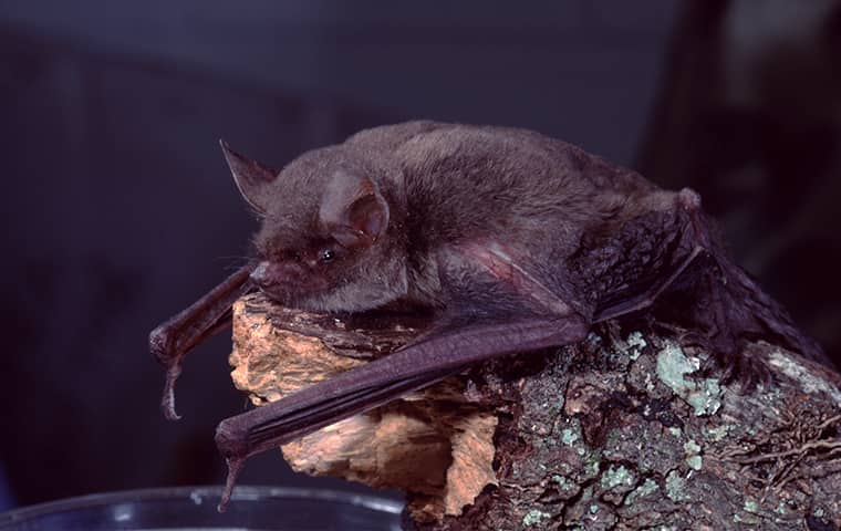 a little brown bat on a rock outside in hattiesburg mississippi
