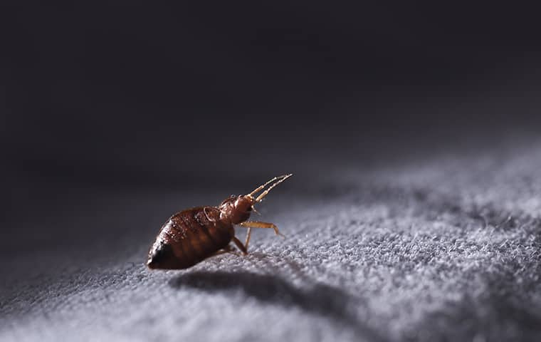 a bed bug crawling on fabric in hattiesburg mississippi