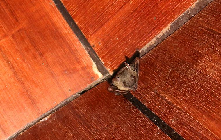 a bat hanging inside of a house
