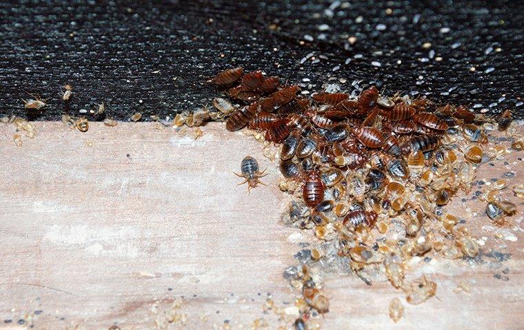 a bed bug infesttaion spreading on furniture