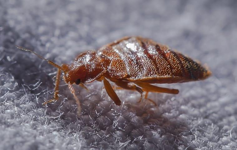 bed bug infesttaion one late fall night in Hattiesburge Missouri