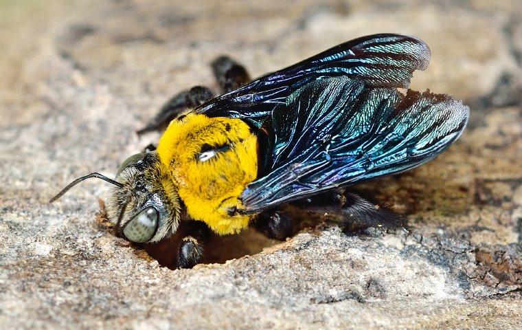 a carpenter bee on the ground