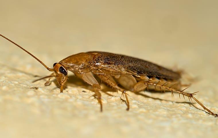 a german cockroach infesttaion in a hattiesburg mississippi home