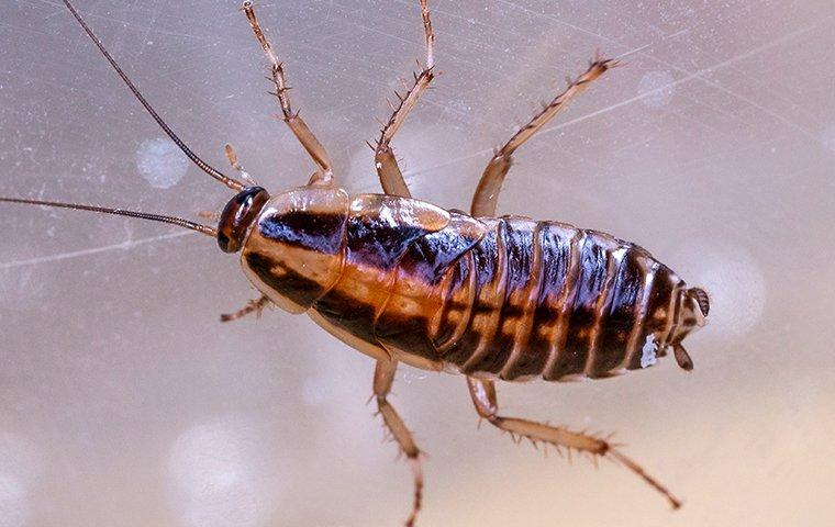 german cockroach crawling on a windowsill