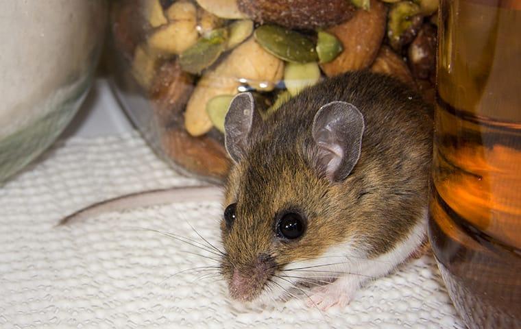 a house mouse hidng in a home pantry