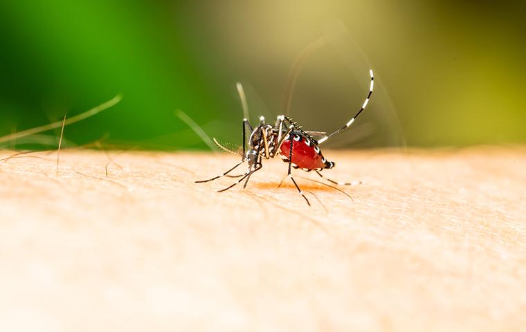 a mosquito biting a person