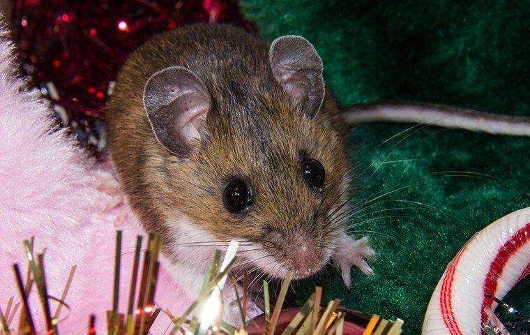 mouse crawling in decorations