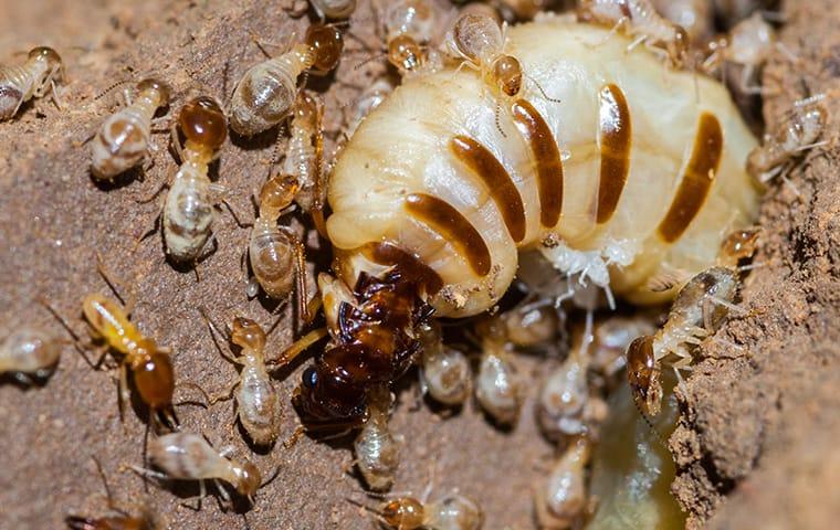 a large colony of termiites working around a queen termite infesting a hattiesburgh missouri  home