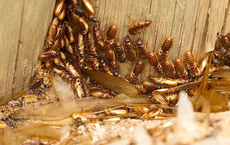 termite swarmers infesting wood