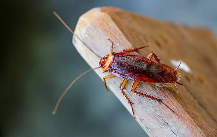 a cockroach crawling on a table in hattiesburg mississippi