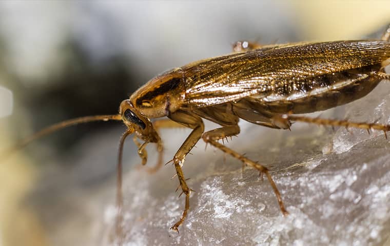 a german cockroach on a rock in hattiesburg mississippi