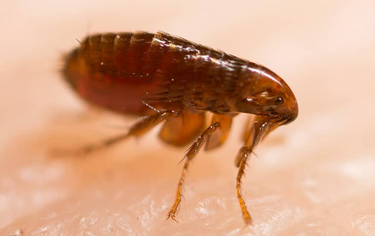 a flea crawling on human skin in hattiesburg mississippi