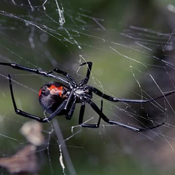 Learn About A Variety Of Common Pests In MS a black widow spider crawling on a web in biloxi mississippi