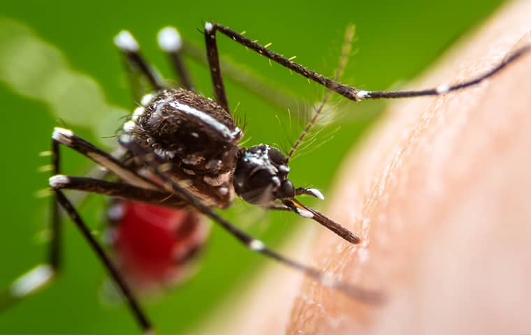 a mosquito drinking human blood in hattiesburg mississippi