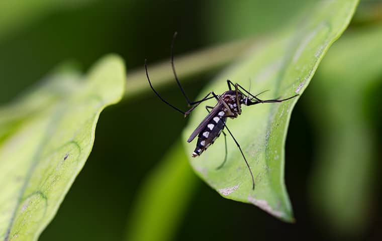 a mosquito on a leaf in hattiesburg mississippi