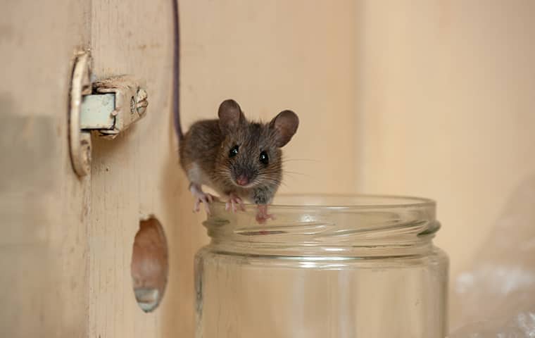 a mouse on a jar in hattiesburg mississippi