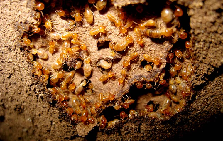 a subterranean termite infestation in hattiesburg mississippi